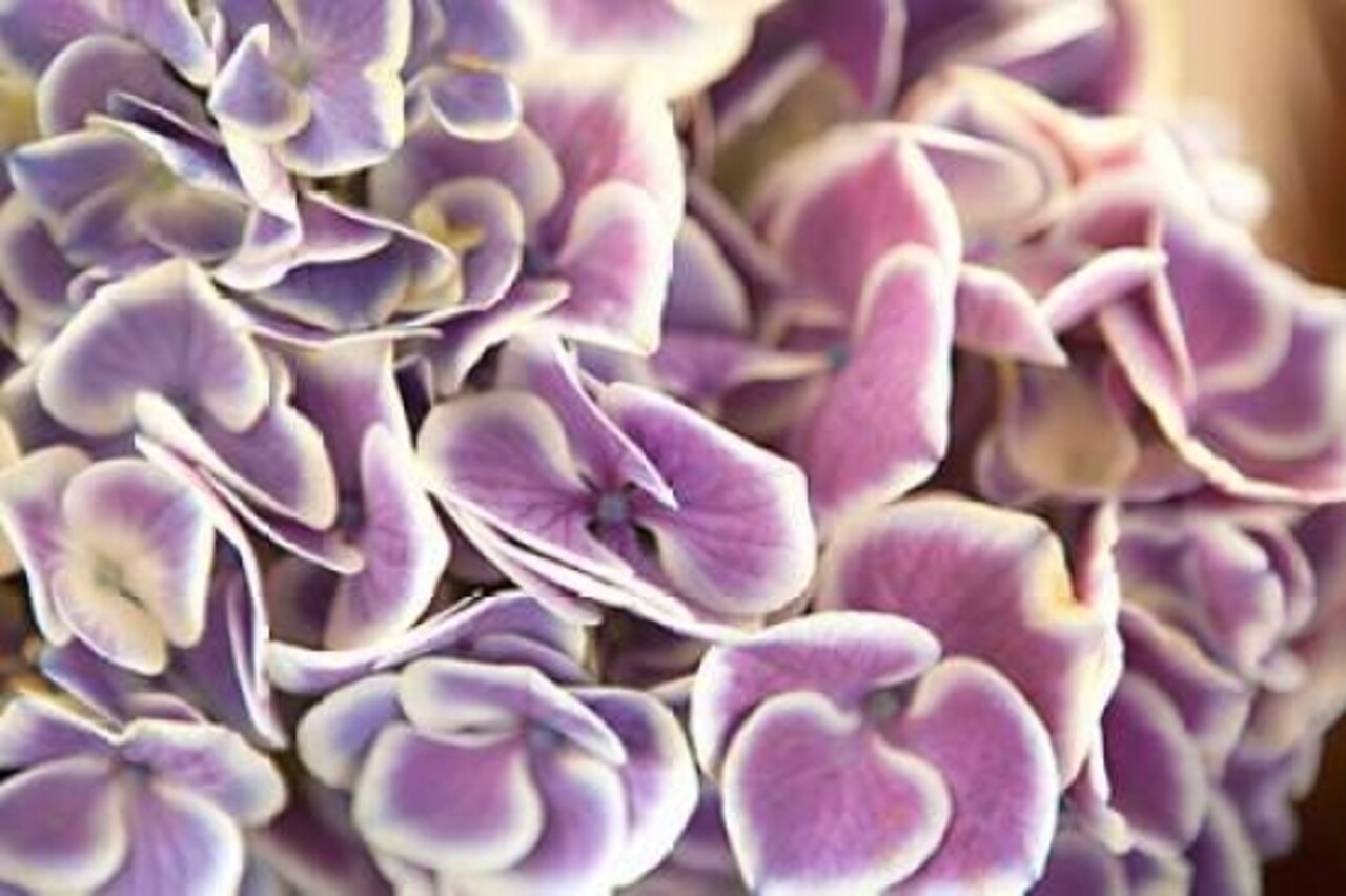 Violet Hydrangea Poster Print by Karyn Millet - Item # VARPDXPSMLT492